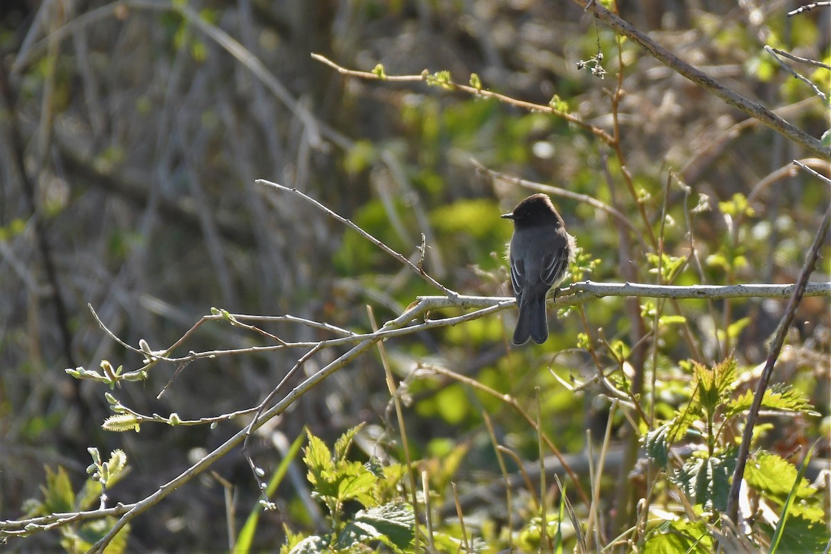 Black Phoebe - ML434523341