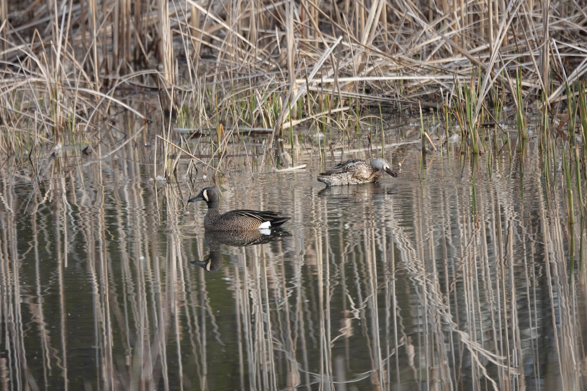 Blue-winged Teal - ML434523771