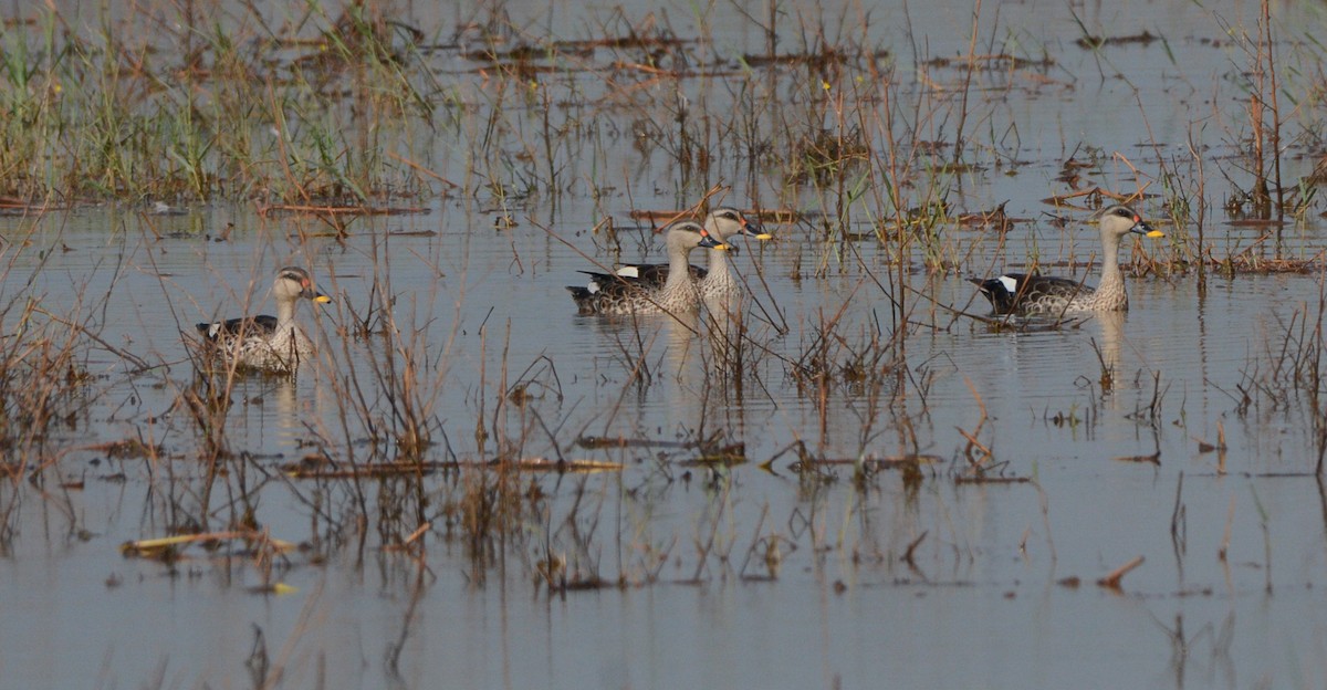 Indian Spot-billed Duck - Anish Asokan Elanad