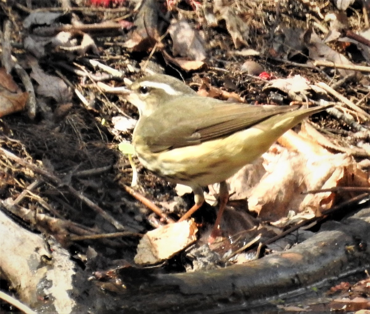 Louisiana Waterthrush - GARY STRAUS