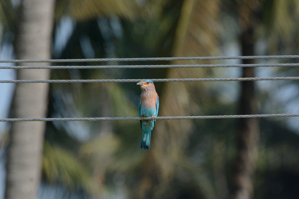 Indian Roller - ML43452601