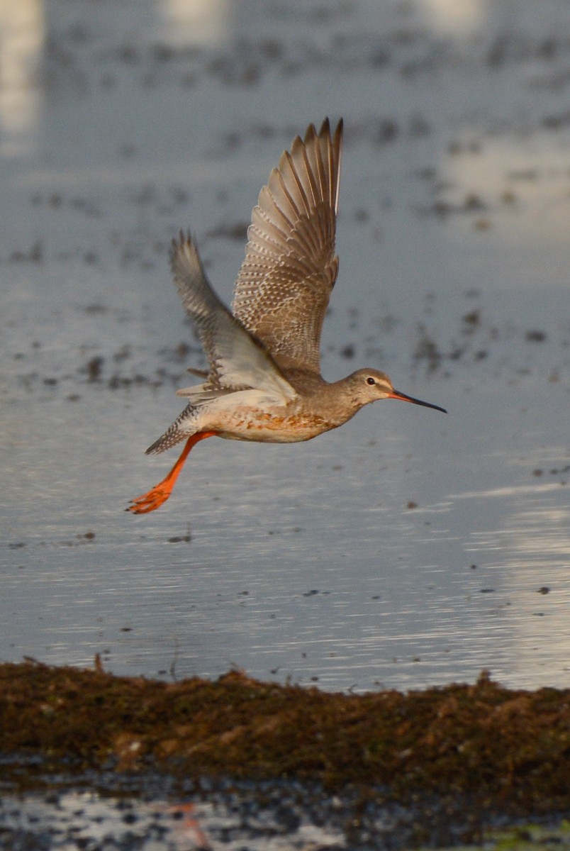 Common Redshank - Anish Asokan Elanad