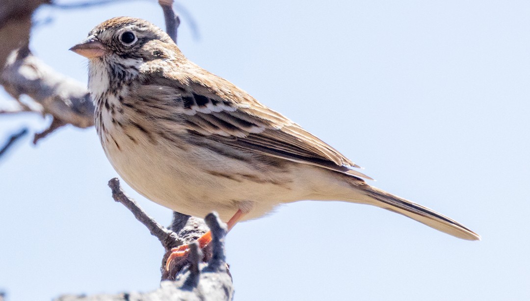 Vesper Sparrow - Eric Dyck