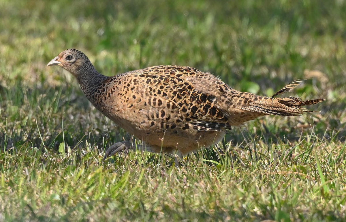 פסיון מצוי - ML434527801