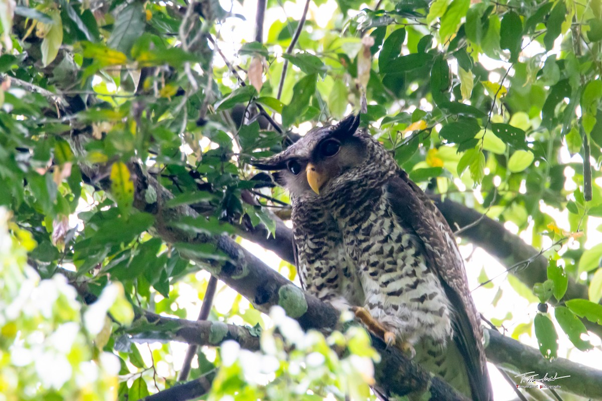 Spot-bellied Eagle-Owl - Thasanakrit Thinunramet