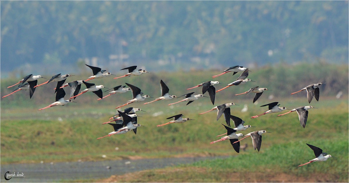 高蹺鴴 - ML43452931