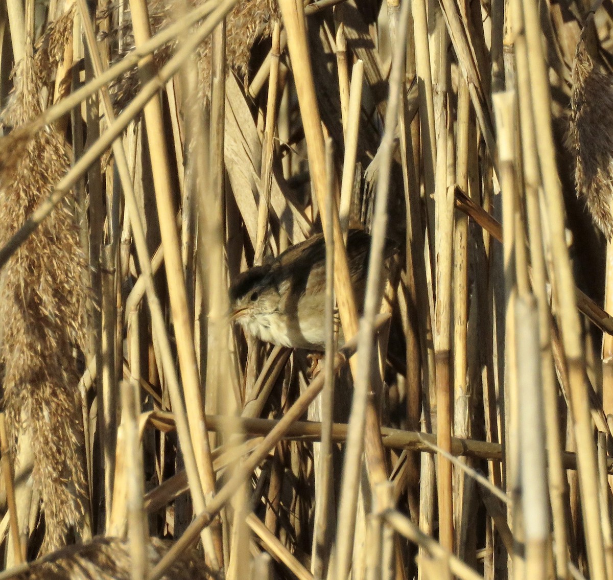 Marsh Wren - ML434529441