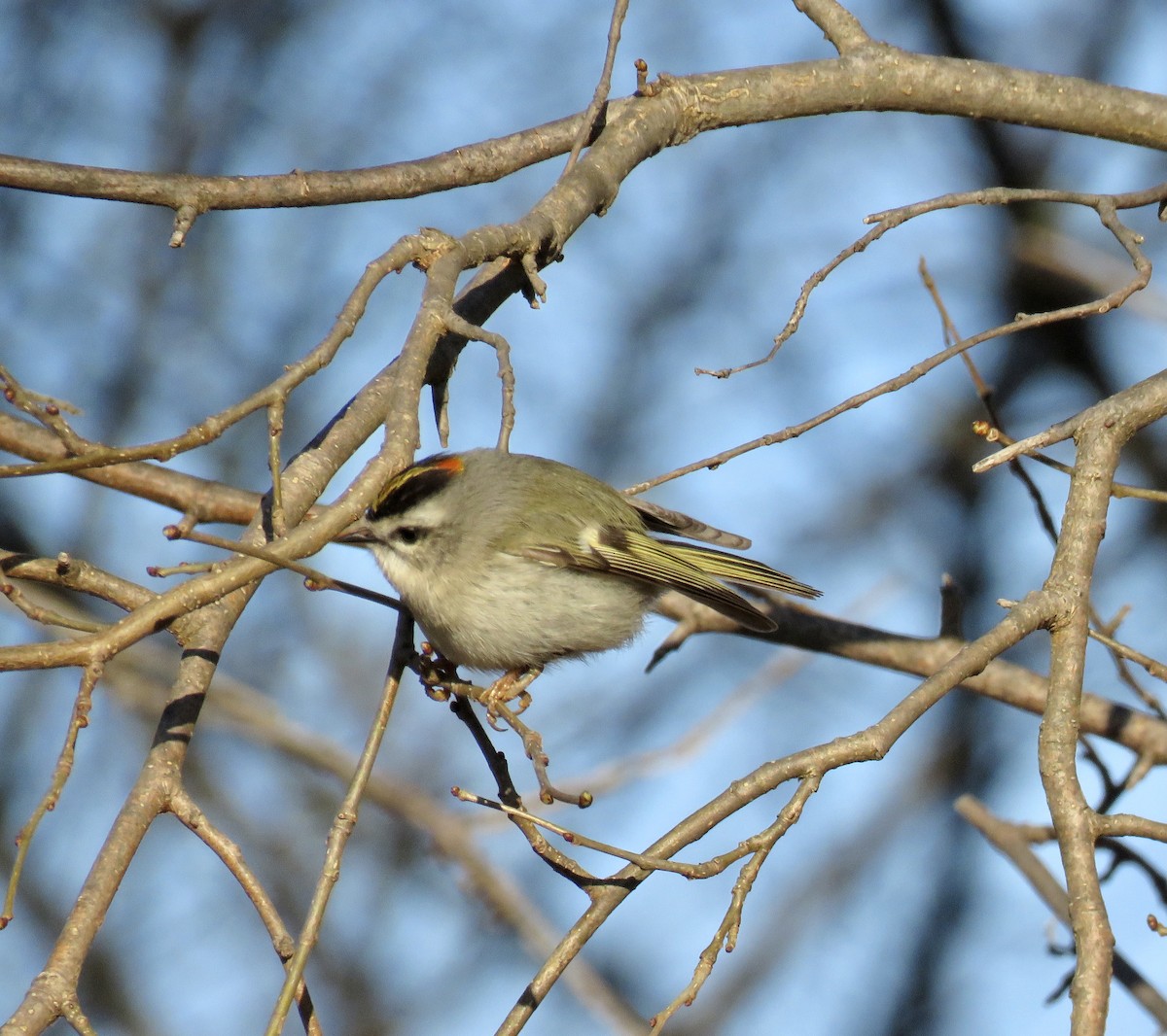 Golden-crowned Kinglet - ML434529521