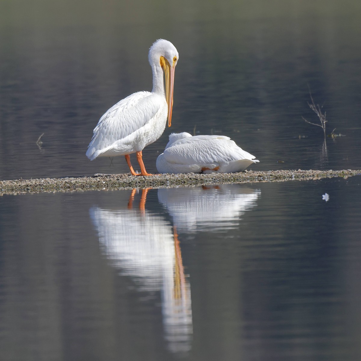 American White Pelican - ML434530211