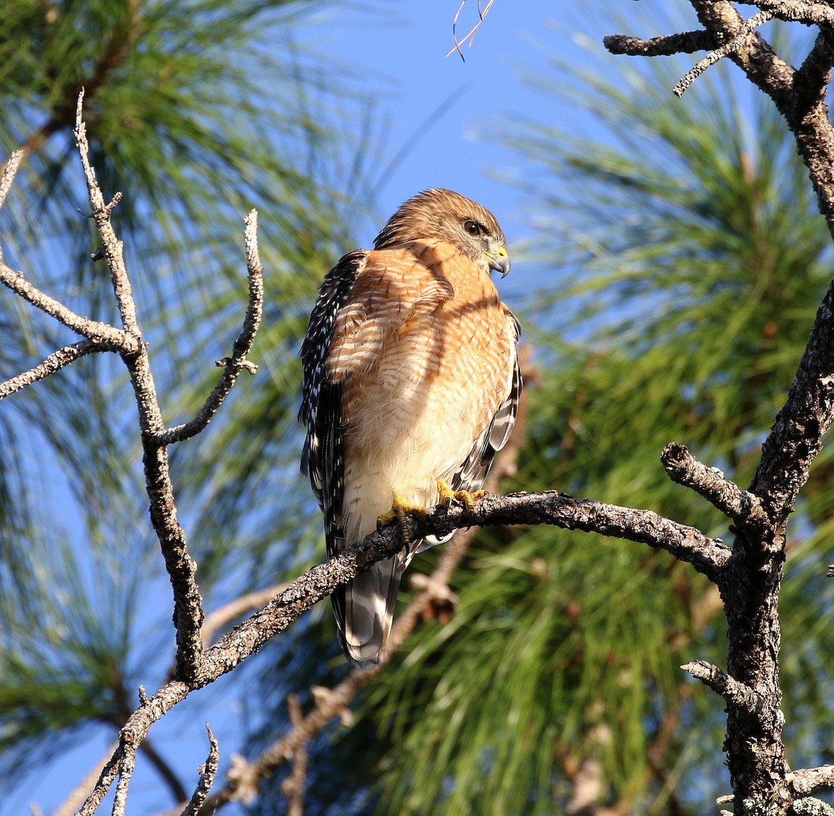 Red-shouldered Hawk - ML43453201