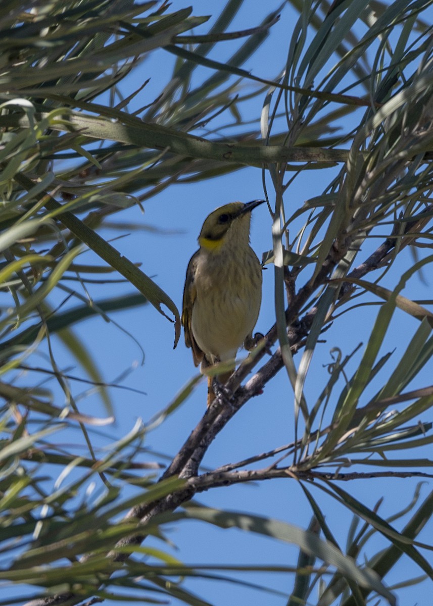 Gray-fronted Honeyeater - ML434532031