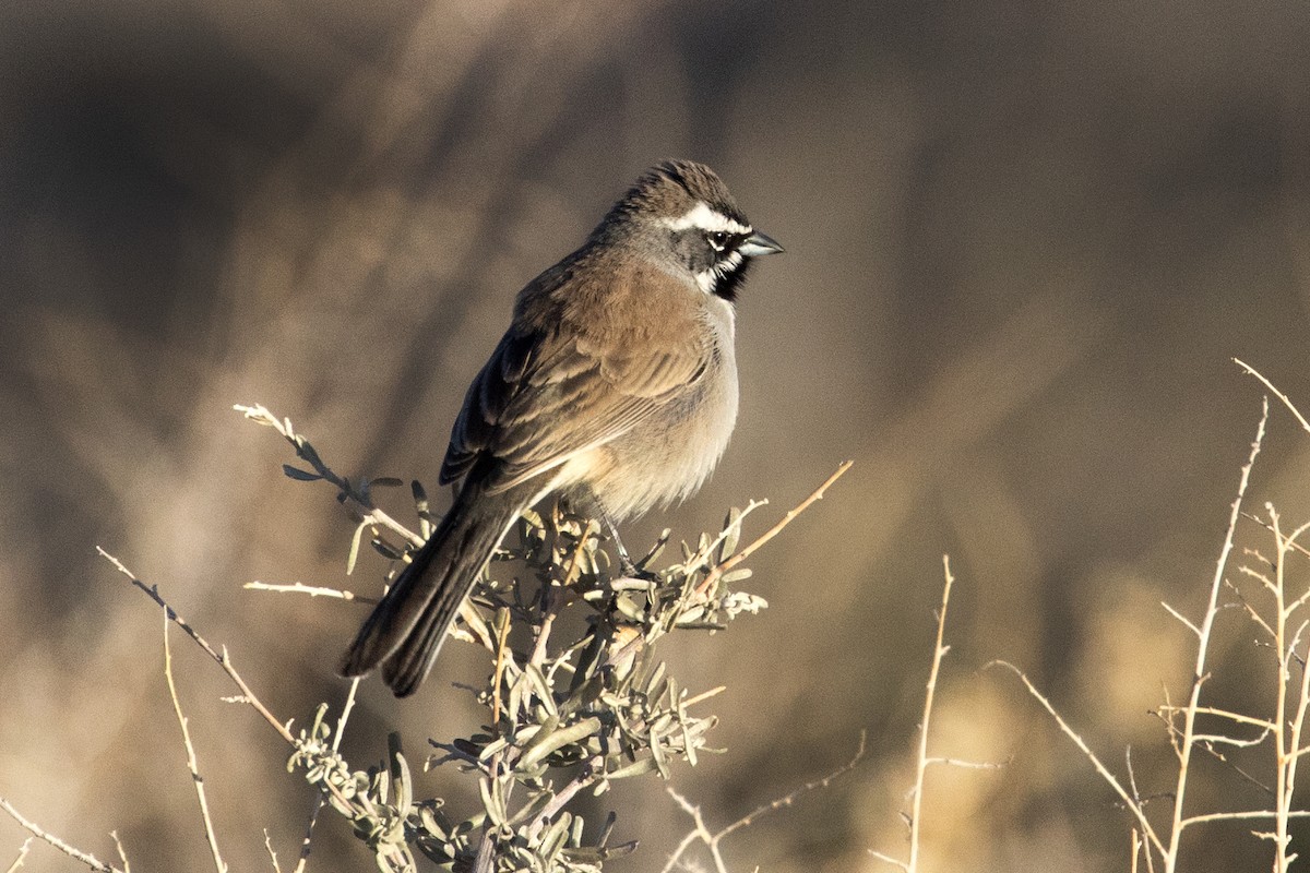 Black-throated Sparrow - ML434532851