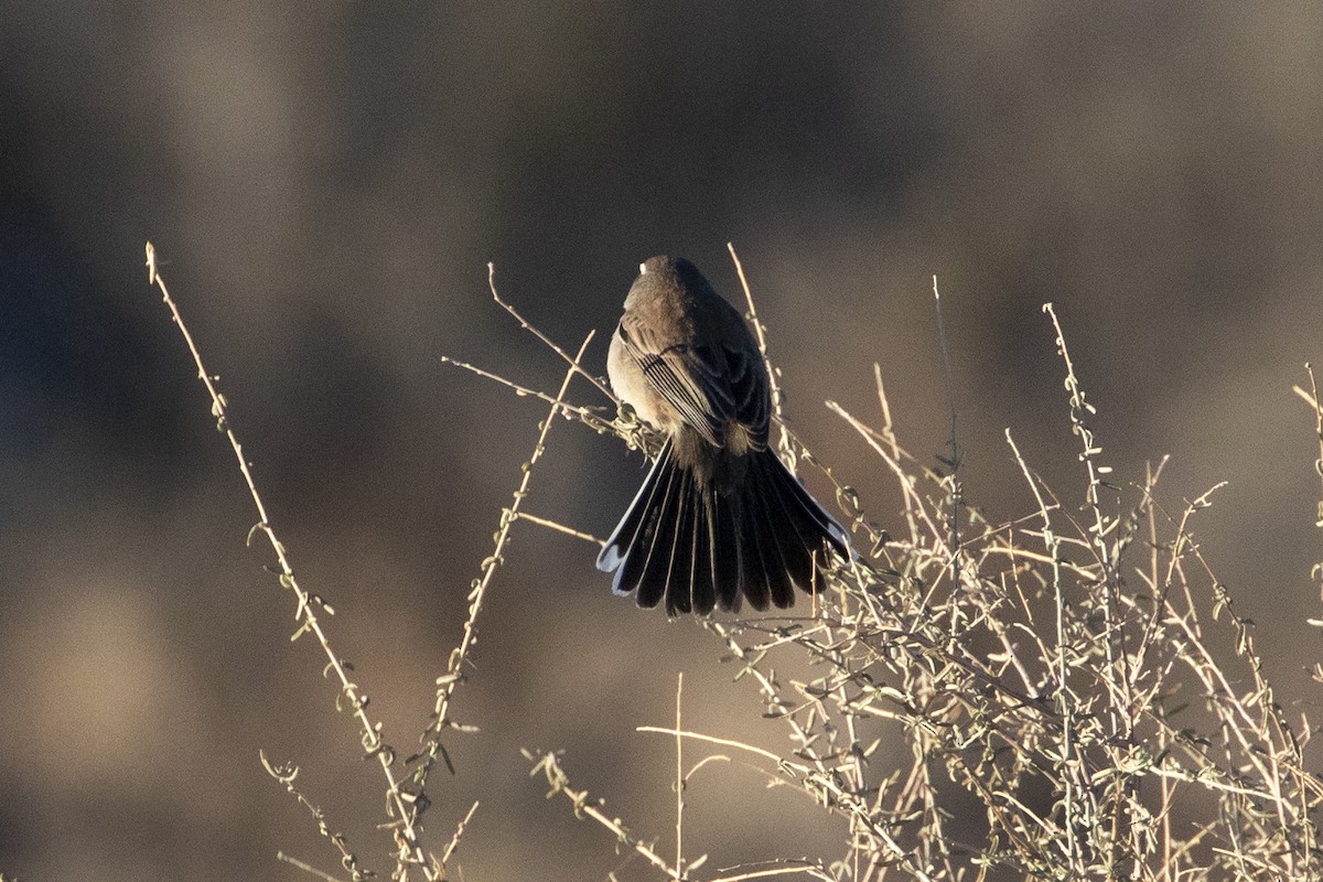 Black-throated Sparrow - ML434532901