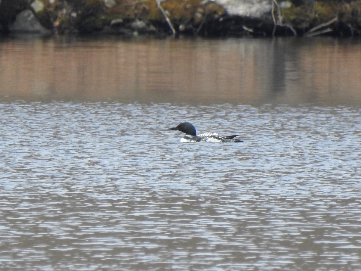 Common Loon - ML434533041