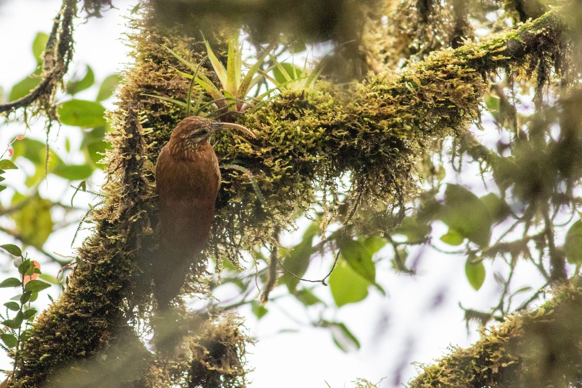 Greater Scythebill - ML434533261