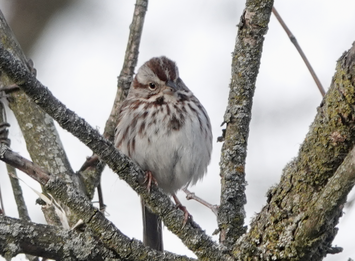 Song Sparrow - Bart Williams