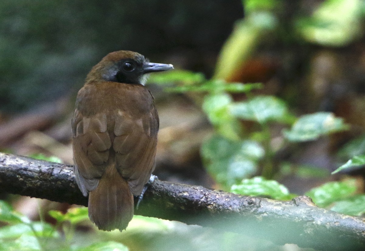 Hormiguero Bicolor - ML434534931