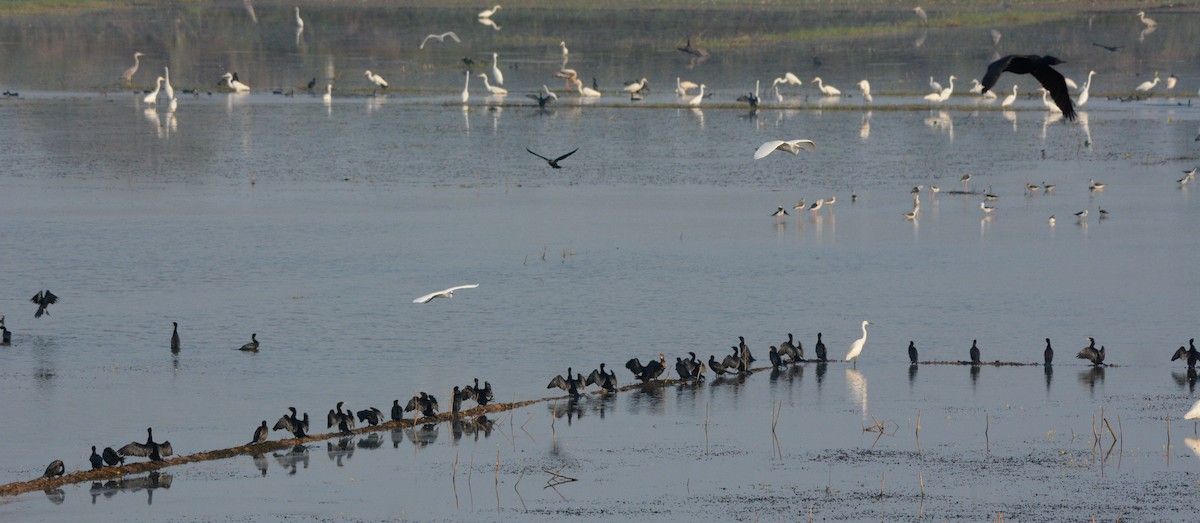 Little Cormorant - Anish Asokan Elanad