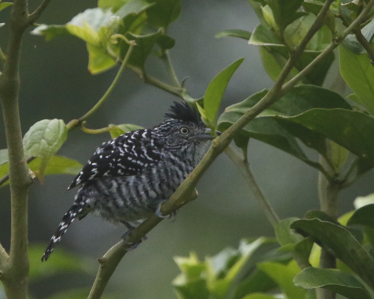 Barred Antshrike - ML434535681