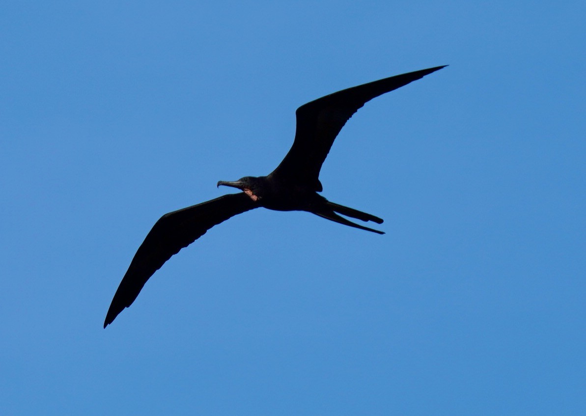 Magnificent Frigatebird - ML434535791