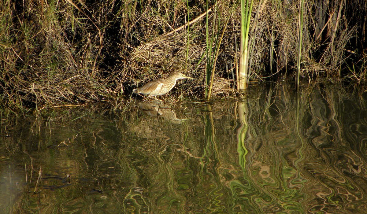 Squacco Heron - ML43453591