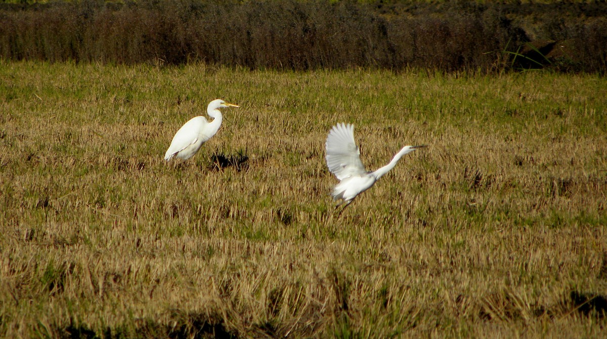 Great Egret - ML43453691