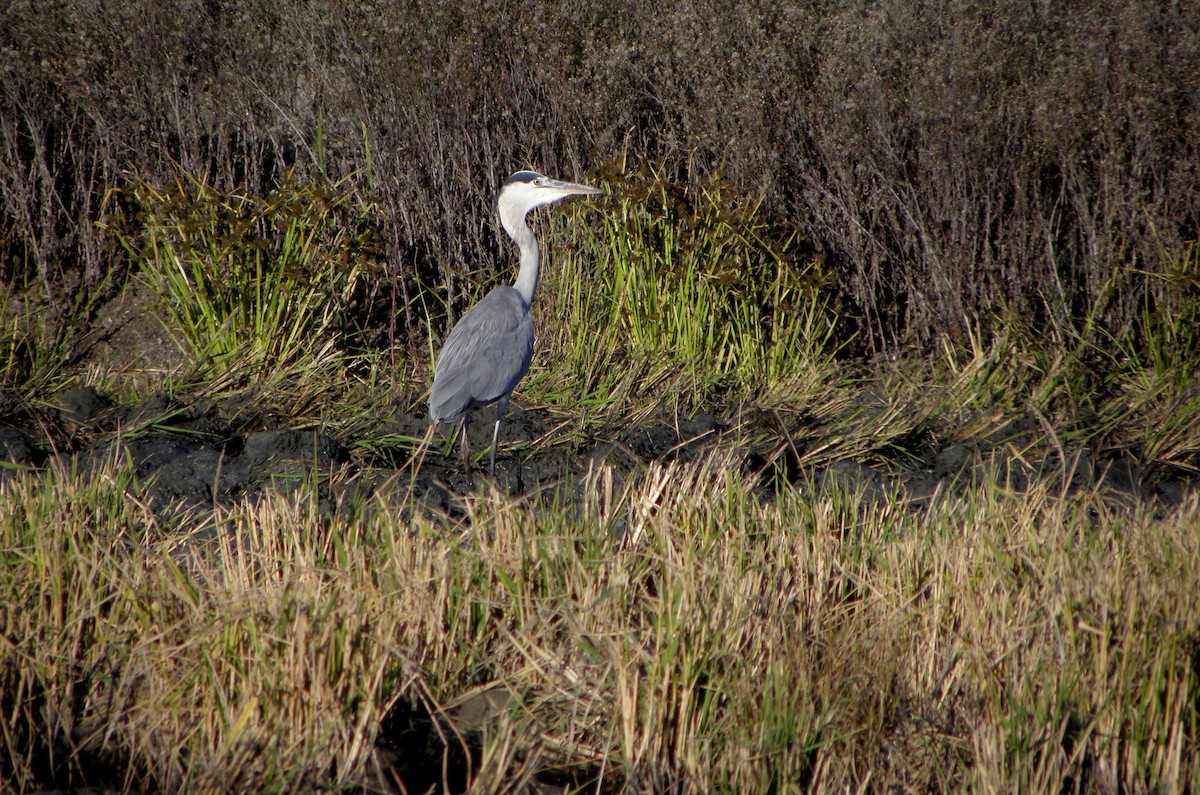 Gray Heron - ML43453731