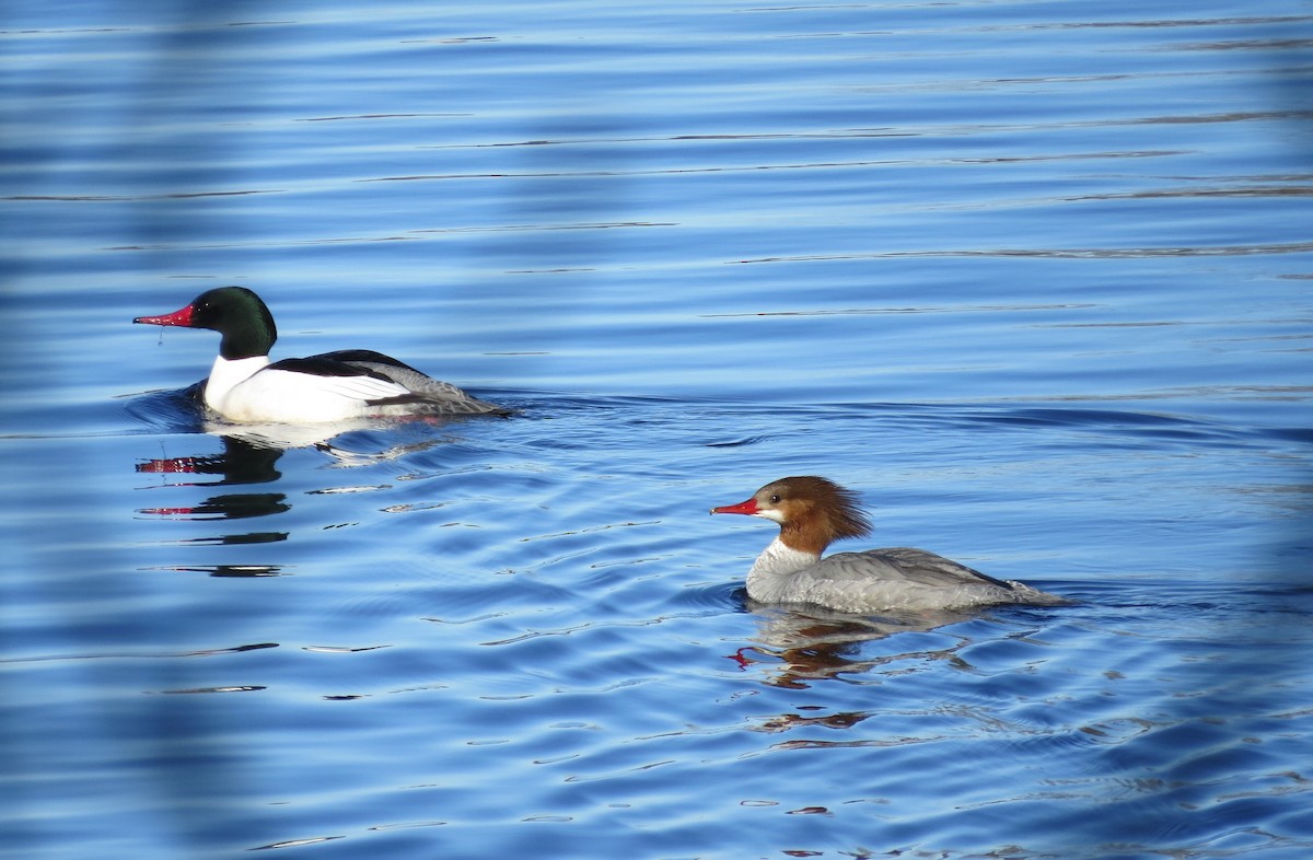 Common Merganser - ML434539471