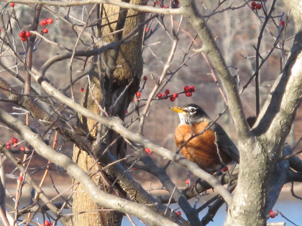 American Robin - Kas Chmielinski