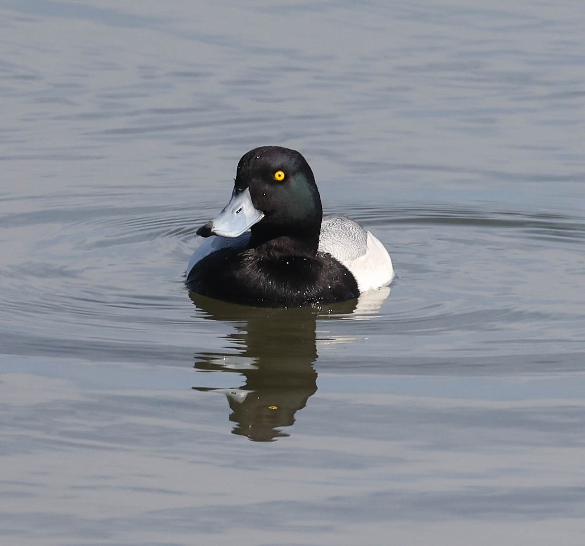 Greater Scaup - ML434540581