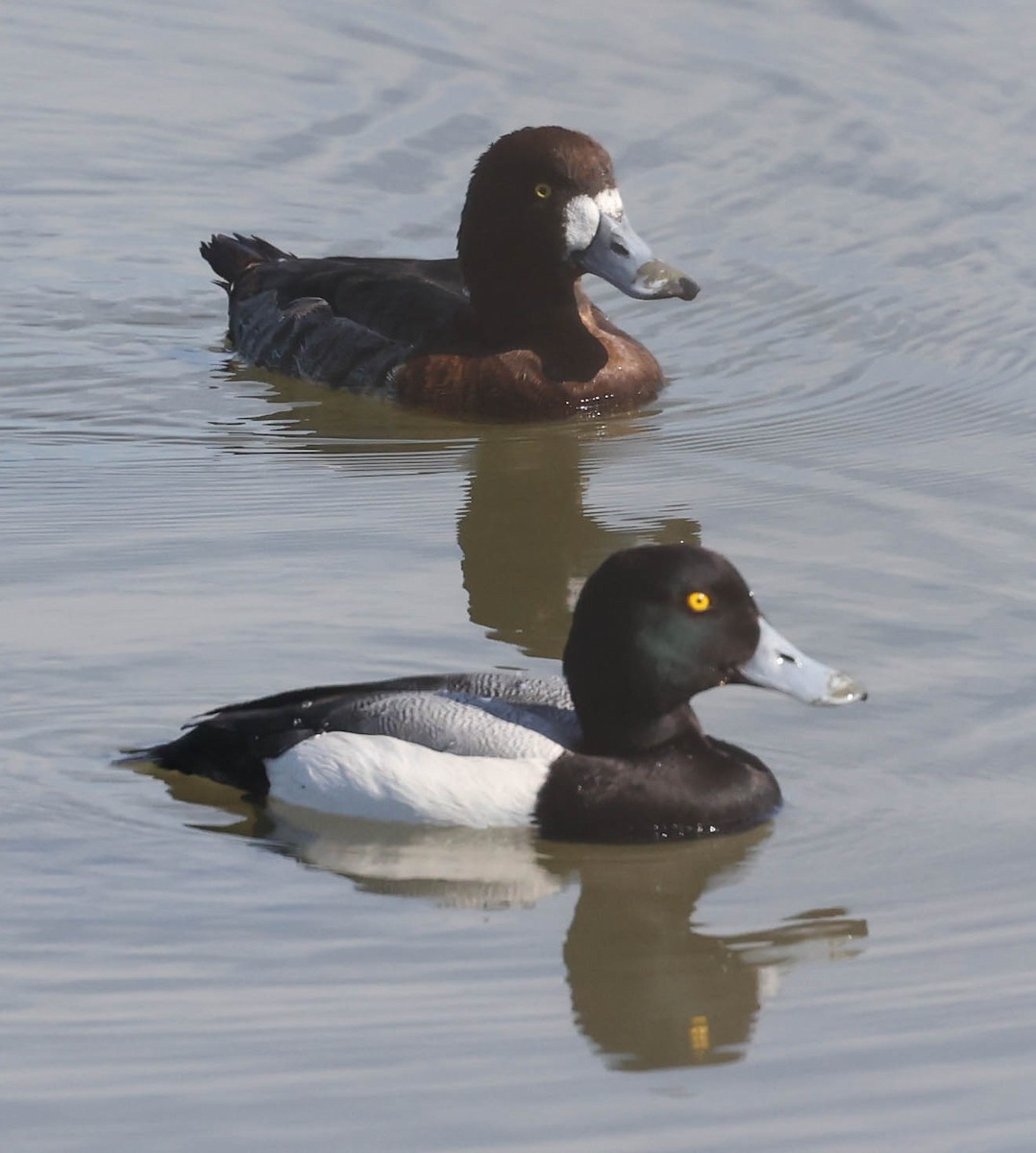 Greater Scaup - ML434540591