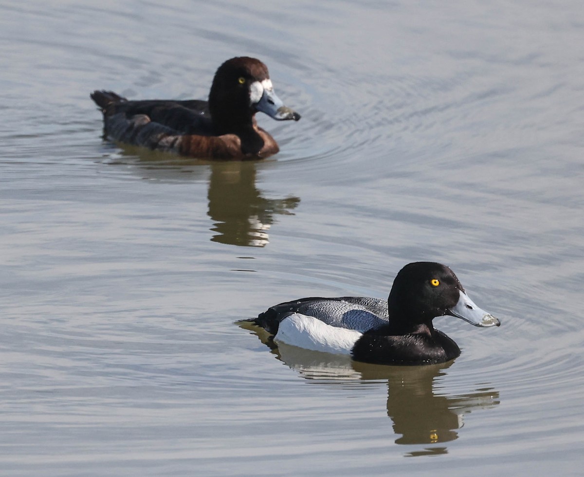 Greater Scaup - ML434540601