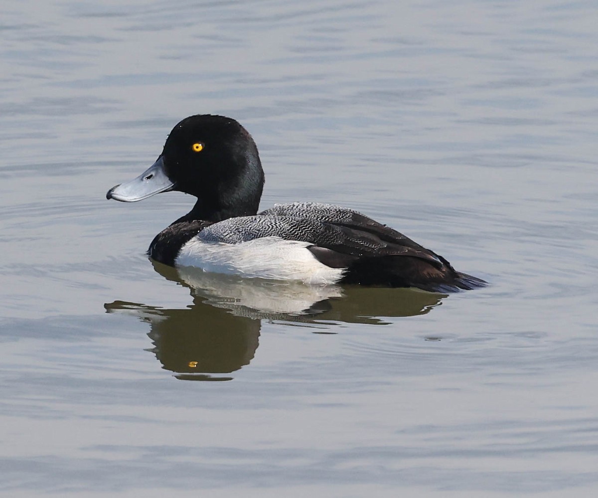 Greater Scaup - ML434540611