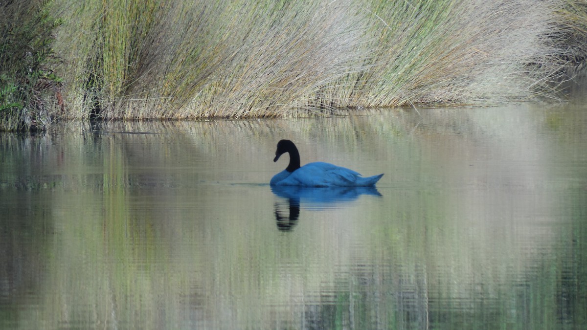 Cigno collonero - ML434541581