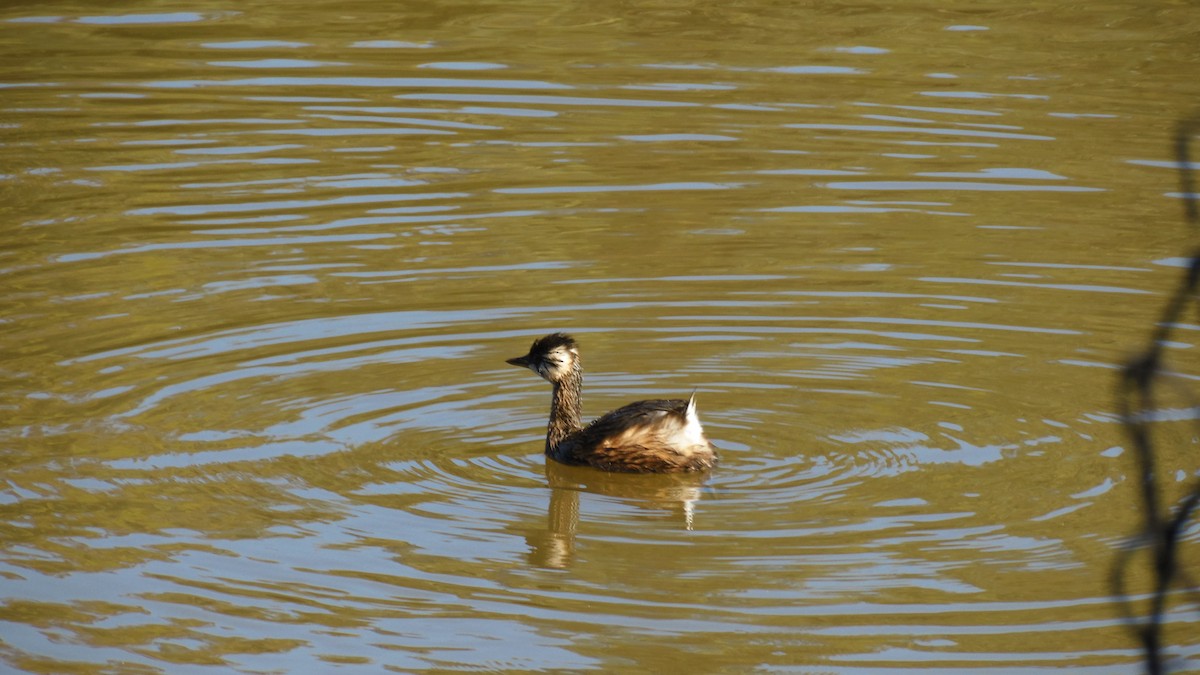 White-tufted Grebe - ML434541621