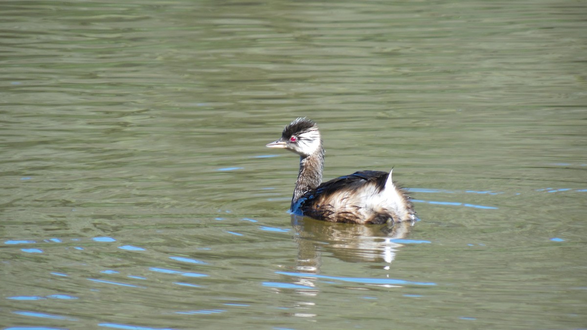 White-tufted Grebe - ML434541651