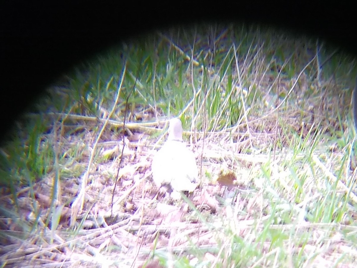 Eurasian Collared-Dove - ML434541701