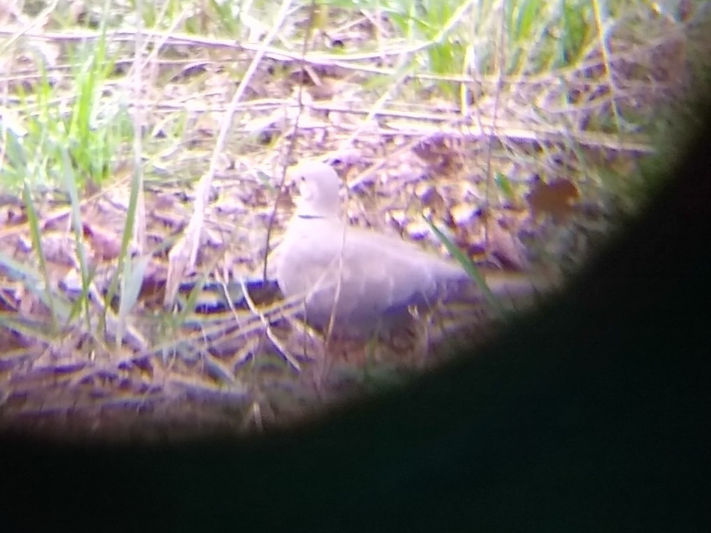 Eurasian Collared-Dove - ML434541721