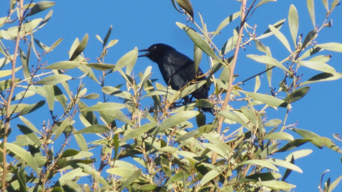 Austral Blackbird - ML434542061