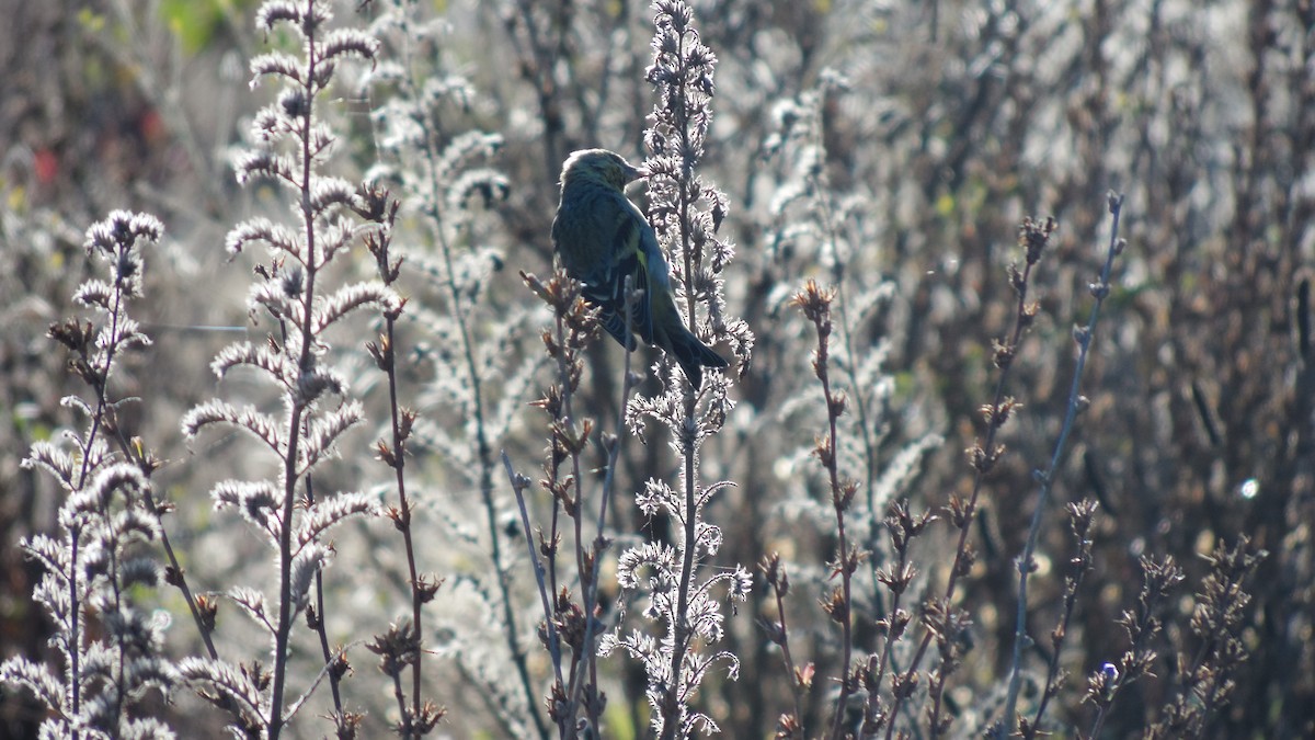 Grassland Yellow-Finch - ML434542091