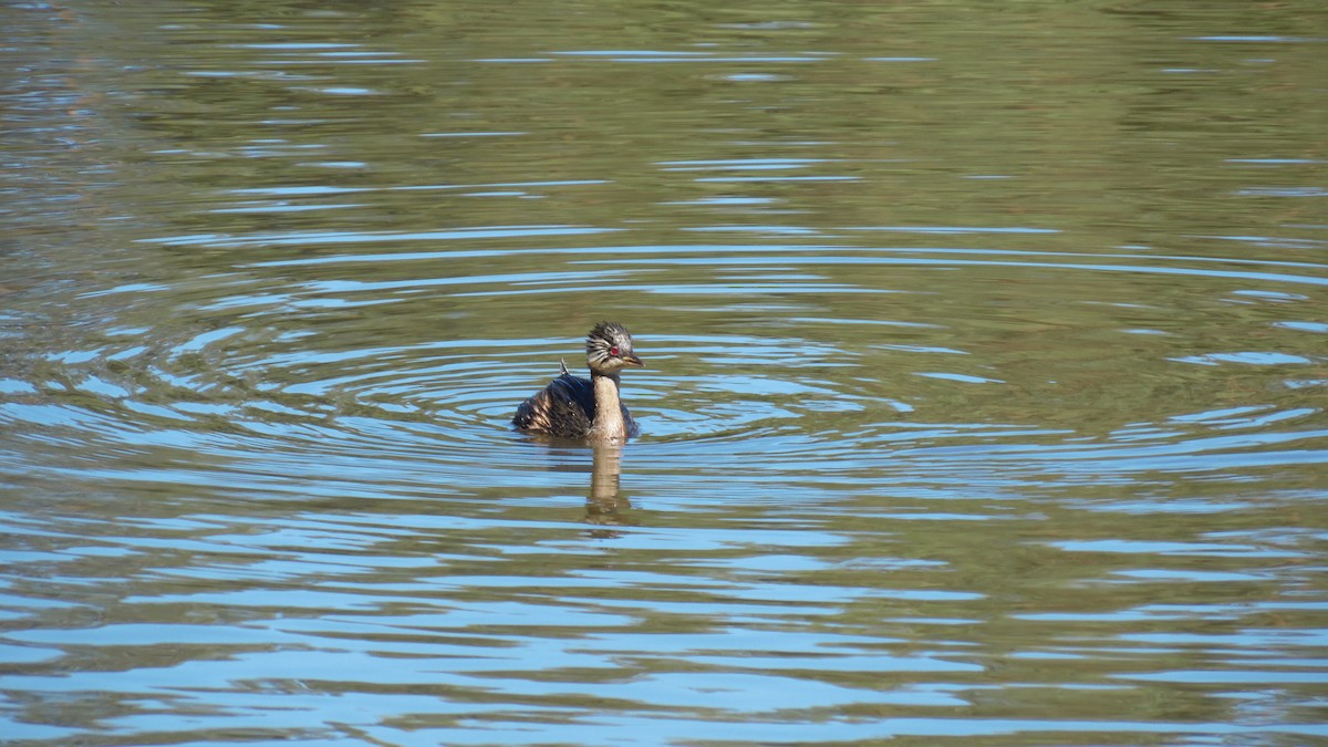 White-tufted Grebe - ML434542291