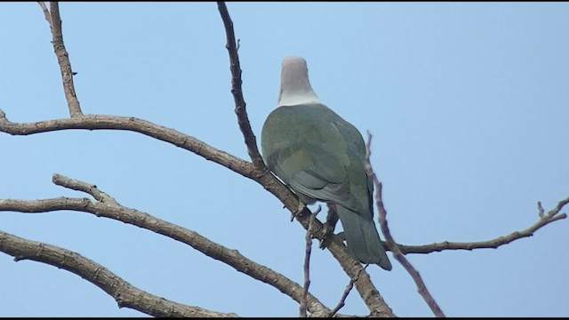 Dúcula Verde - ML434543101