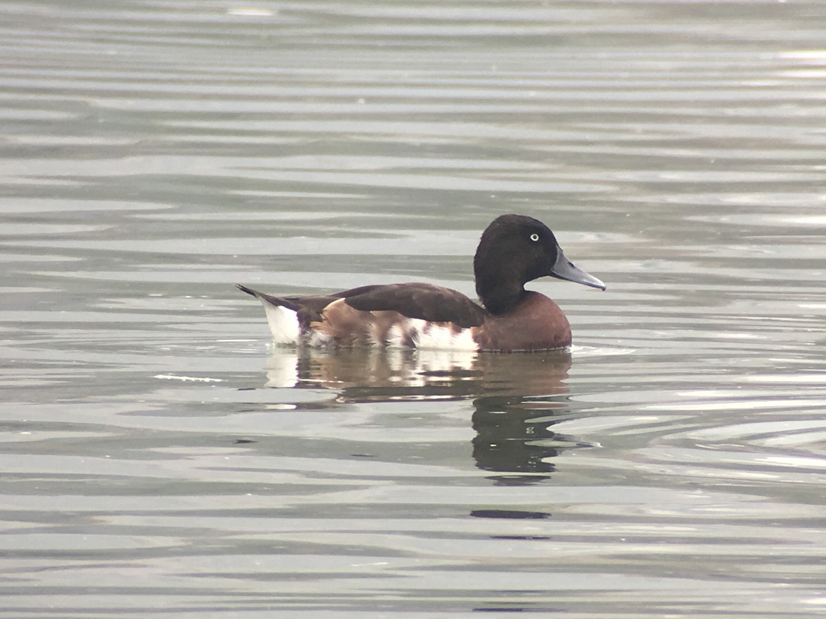 Baer's Pochard - Vincent Wang