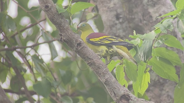 Philippine Green-Pigeon - ML434543181