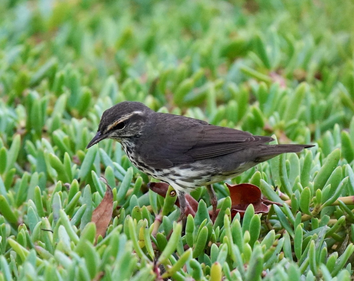 Northern Waterthrush - ML434545071