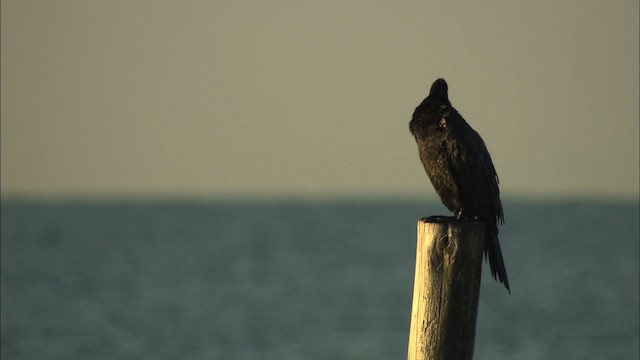 Neotropic Cormorant - ML434546