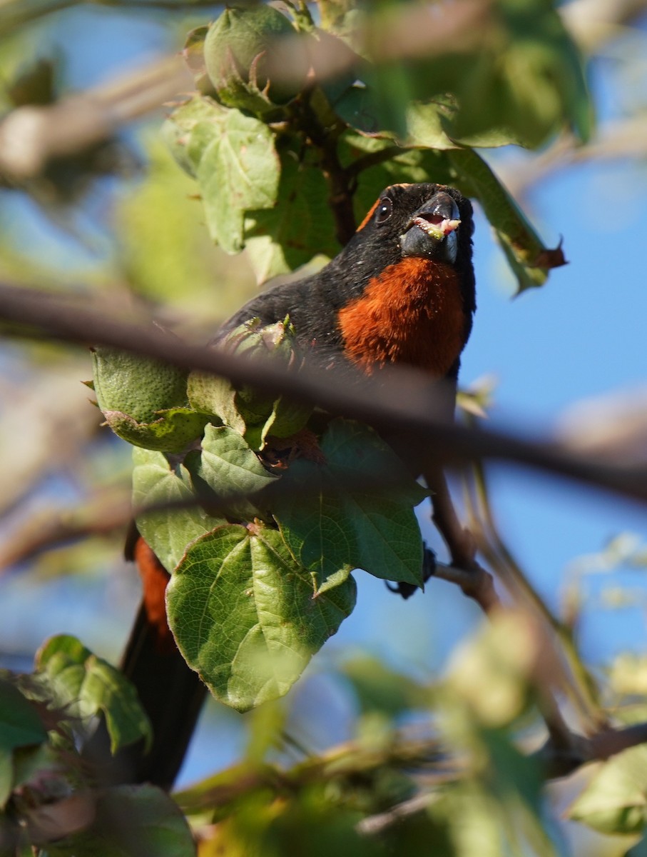 Puerto Rican Bullfinch - Sibylle Hechtel