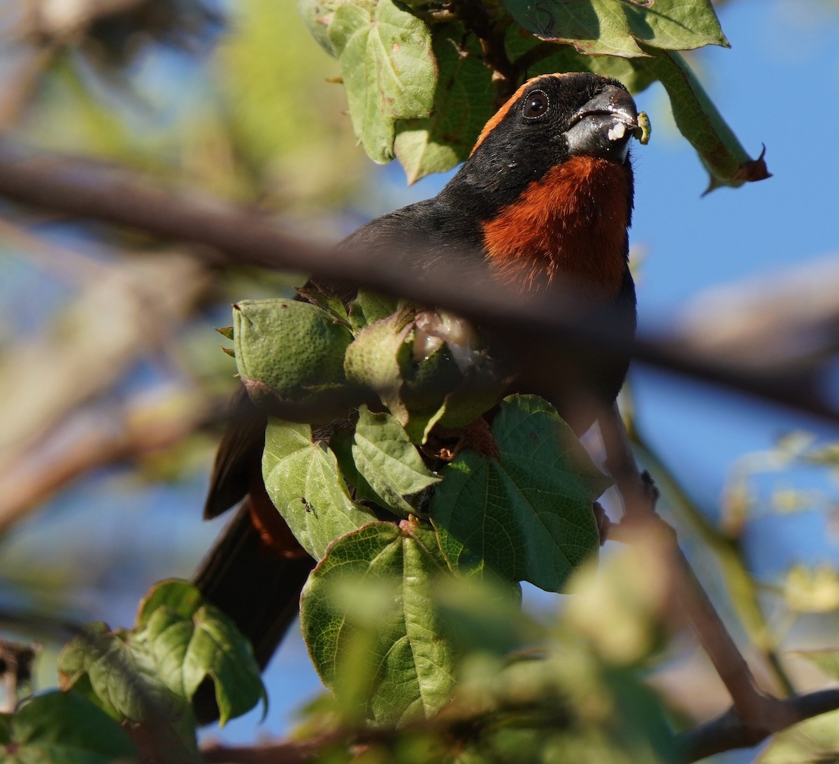 Puerto Rican Bullfinch - Sibylle Hechtel