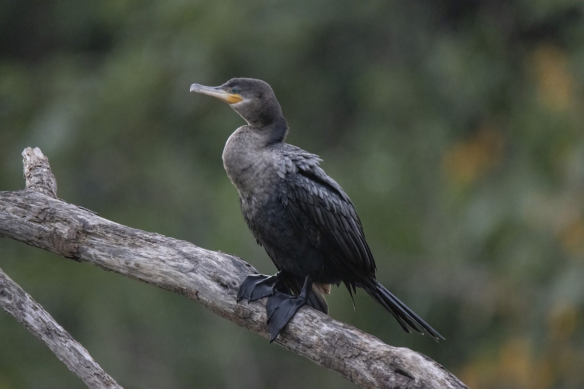 Neotropic Cormorant - ML434547401