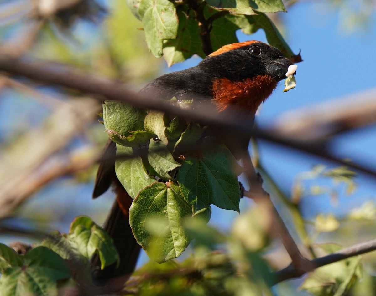 Puerto Rican Bullfinch - ML434547631